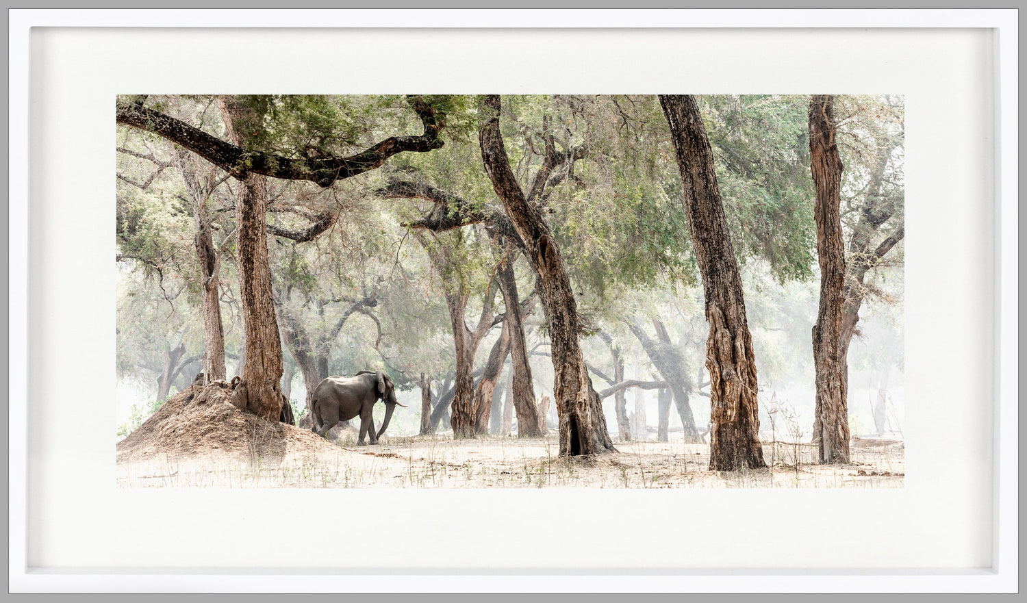 Elephants & Albidas